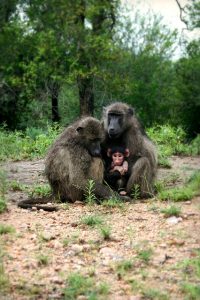 Baboons