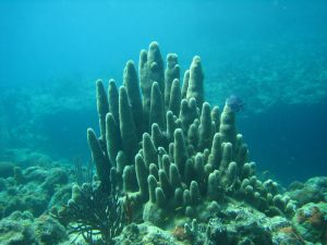 Undersea image: "Free Snorkeling in San Andres Island" by Juan Velasquez [freeimages.com]