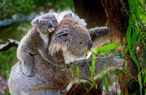 koala clinging to its mother's back